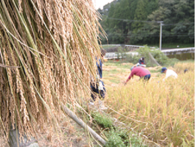 農家に出向いて農作業を楽しむ社員もいます。