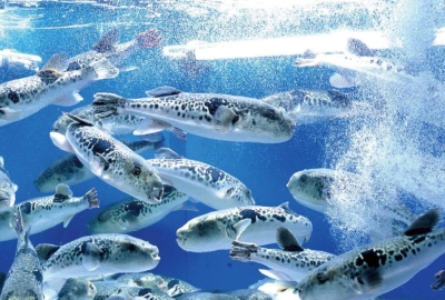 魚の卸業からスタートした本社。とらふぐの生産・加工・販売を自社で一括管理しています。