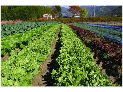 自社農園あり。地元の生産者への感謝の気持ちをこめて、安全で美味しい料理づくりに励んでいます。
