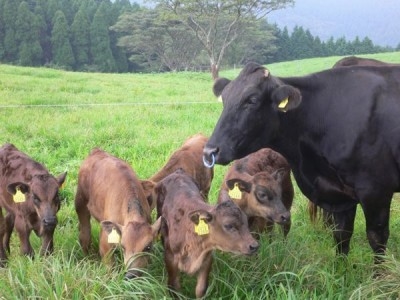 自然豊かな環境で品評会受賞歴のある牛飼い名人にのびのびと育てられた薩摩牛