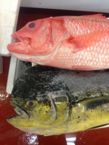 毎日全国の市場や漁港から新鮮な魚を買い付け、その日に仕込み、提供。魚の目利きも身につきますよ