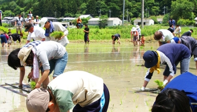地元の酒蔵で作られているオリジナルの日本酒の原料となるお米は、関係者の手によって植えられています!