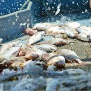 獲れたての魚介を使った漁師料理を提供するお店です。あなたの腕を存分にふるってください。