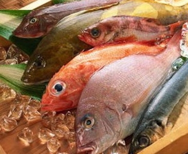 神奈川の食材にこだわり、『相模湾の鮮魚』『鎌倉・湘南の野菜』を使った極上の料理を提供☆
