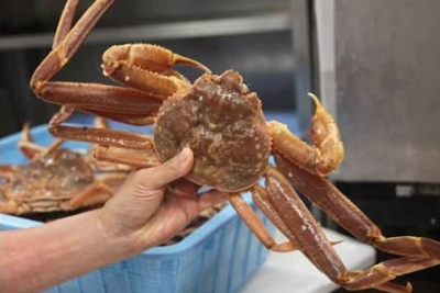 カニはすべてお店で調理。新鮮で上質なカニが楽しめるお店として、海外のお客様からも人気です。