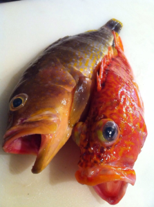 新鮮なお魚は、玄界灘、淡路、七尾から直送!魚のさばき方を身につけたい方、スキルアップしたい方に◎